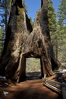 Dead Giant Tunnel Tree, Tuolumne Grove, near Crane Flat, Yosemite National Park Dead Giant Tunnel Tree, Tuolumne Grove, near Crane Flat, Yosemite National Park