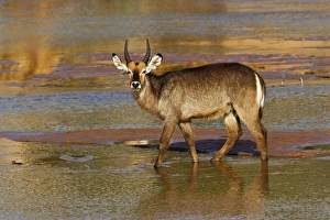 Defassa Waterbuck, Kobus defassa, Samburu Game Reserve, Kenya Defassa Waterbuck, Kobus defassa, Samburu Game Reserve, Kenya