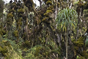 Dense Rain forest of Giant Heather trees with lichen and mosses and Giant lobelias Dense Rain forest of Giant Heather trees with lichen and mosses and Giant lobelias