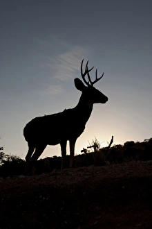 Desert Mule Deer (Odocoileus hemionus) buck in desert mountain habitat Desert Mule Deer (Odocoileus hemionus) buck in desert mountain habitat