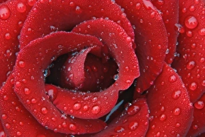 Dew covered red rose decorating grave site in cemetery, Appenzeller, Switzerland Dew covered red rose decorating grave site in cemetery, Appenzeller, Switzerland