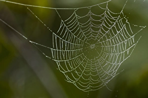 Dew hangs on a spider web with green out of focus background in this photograph taken in Dew hangs on a spider web with green out of focus background in this photograph taken in