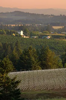 Five different Pinot Noir clones make up this newly-planted Ponzi vineyard on Mountain Five different Pinot Noir clones make up this newly-planted Ponzi vineyard on Mountain