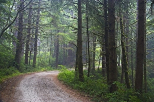 Dirt Roadway in Rain along the Oregon Coast near Neptune Beach State Park Dirt Roadway in Rain along the Oregon Coast near Neptune Beach State Park
