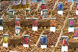 A display of tulip bulbs for sale at the flower market in Amsterdam, Netherlands A display of tulip bulbs for sale at the flower market in Amsterdam, Netherlands