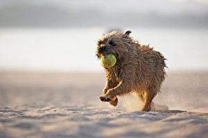 Dog retrieving tennis ball on beach along Lake Michigan, Chicago, Illinois Dog retrieving tennis ball on beach along Lake Michigan, Chicago, Illinois