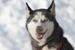 Dog sled races are a popular winter passion for many mushers in northern climates Dog sled races are a popular winter passion for many mushers in northern climates