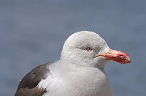 dolphin Gull, Larus scoresbii, or red-billed gull, on Beaver Island, Falkland Islands dolphin Gull, Larus scoresbii, or red-billed gull, on Beaver Island, Falkland Islands