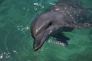 Dolphin in the habour of Honiara, capital of the Salomon Islands, Pacific Dolphin in the habour of Honiara, capital of the Salomon Islands, Pacific