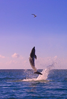 Dolphin leaping from sea, Roatan Island, Honduras Dolphin leaping from sea, Roatan Island, Honduras