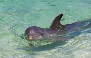 Dolphin in the ocean, Roatan Island, Honduras Dolphin in the ocean, Roatan Island, Honduras