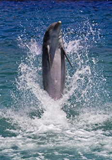 Dolphin standing above water, Roatan Island, Honduras Dolphin standing above water, Roatan Island, Honduras