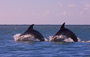 Dolphins leaping from sea, Roatan Island, Honduras Dolphins leaping from sea, Roatan Island, Honduras