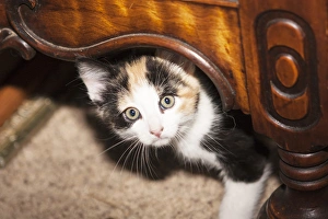 Domestic Calico kitten peeking out under furniture Domestic Calico kitten peeking out under furniture