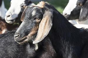 Domestic goat, head shot side view, black, tan, ears Domestic goat, head shot side view, black, tan, ears