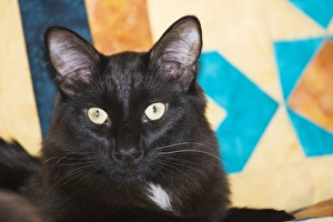 domestic shorthair Black Cat sitting on bed with yellow and blue quilt domestic shorthair Black Cat sitting on bed with yellow and blue quilt