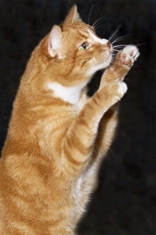 Domestic shorthair cat up on hind legs reaching Domestic shorthair cat up on hind legs reaching