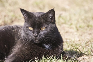 Domestic Shorthair Cat laying in grass after rolling in dry grass Domestic Shorthair Cat laying in grass after rolling in dry grass