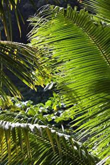 Dominica, Roseau, Roseau Valley, tropical vegetation, rain forest Dominica, Roseau, Roseau Valley, tropical vegetation, rain forest