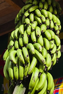 Dominica, Roseau, tropical vegetation, bananas Dominica, Roseau, tropical vegetation, bananas