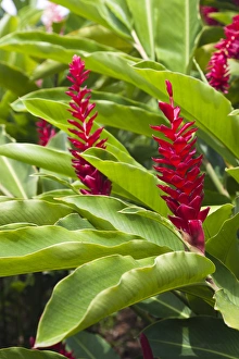 Dominica, Salybia, red ginger flower, alpinia purpurata Dominica, Salybia, red ginger flower, alpinia purpurata
