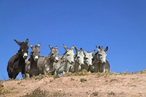 Donkeys running on barley to thrash, Sacred Valley, Cusco area, Peru Donkeys running on barley to thrash, Sacred Valley, Cusco area, Peru