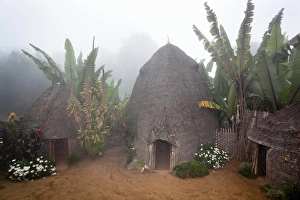 A Dorze compound with banana grove in foggy weather A Dorze compound with banana grove in foggy weather