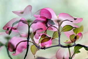 Double exposure of pink dogwood tree blossoms, Louisville, KY Double exposure of pink dogwood tree blossoms, Louisville, KY