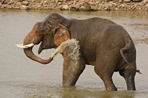Double-masth Indian Elephant taking bath, Corbett National Park, India Double-masth Indian Elephant taking bath, Corbett National Park, India