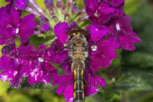Dragon Fly resting on Verbena, Sammamish Washington Dragon Fly resting on Verbena, Sammamish Washington
