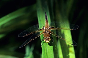 Insect Fauna Pictures Prints: Dragonfly