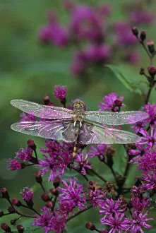 Images Dated 10th March 2007: Dragonfly on Joe-Pye weed. Credit as: Nancy Rotenberg / Jaynes Gallery / DanitaDelimont