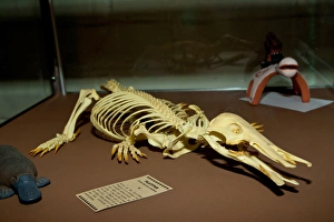 Duck Bill Platypus Skeleton, Ornithorhynchus anatinus, Native to Australia Duck Bill Platypus Skeleton, Ornithorhynchus anatinus, Native to Australia