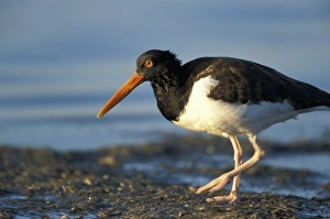 Dunedin, FL. An American oystercatcher, Haematopus palliatus, near the Dunedin Causeway Dunedin, FL. An American oystercatcher, Haematopus palliatus, near the Dunedin Causeway