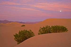 Dusk and setting moon over the sand dunes of Stove Pipe Wells area Death Valley N Dusk and setting moon over the sand dunes of Stove Pipe Wells area Death Valley N