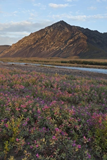Dwarf fireweed is lit by sunset light at 2:00 AM on a gravel bar in the Marsh Fork Dwarf fireweed is lit by sunset light at 2:00 AM on a gravel bar in the Marsh Fork