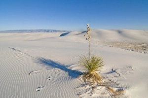 Dynamic landscape of 275 square miles of glistening white gypsum sand dunes in the Dynamic landscape of 275 square miles of glistening white gypsum sand dunes in the