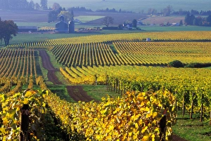 The early Fall morning over Stoller vineyard in a Willamette Valley near Dundee The early Fall morning over Stoller vineyard in a Willamette Valley near Dundee