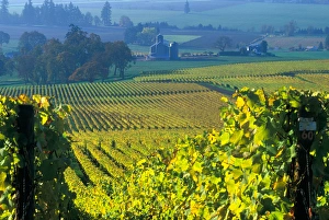 The early morning rays play across the leave of the grape vines, Willamette Valley The early morning rays play across the leave of the grape vines, Willamette Valley