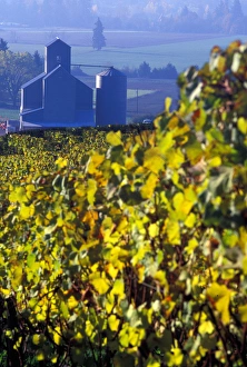 The early morning rays play across the leaves of grape vines in a Willamette Valley The early morning rays play across the leaves of grape vines in a Willamette Valley