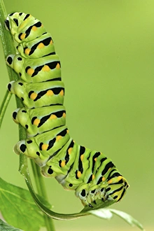 Eastern Black Swallowtail caterpillar on parsley, Papilio polyxenes Central Florida Eastern Black Swallowtail caterpillar on parsley, Papilio polyxenes Central Florida