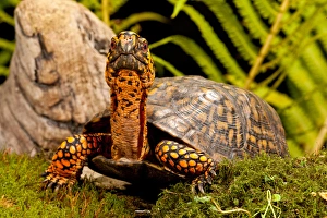 Eastern Box Turtle, Terrapene carolina, Native to Eastern Coastal US Eastern Box Turtle, Terrapene carolina, Native to Eastern Coastal US