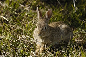 Eastern Cottontail (Sylvilagus floridanus) Very important small game mammal. Home Eastern Cottontail (Sylvilagus floridanus) Very important small game mammal. Home