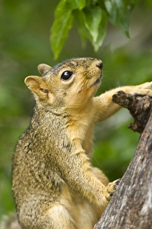 Eastern Fox Squirrel Print on Tree Trunk