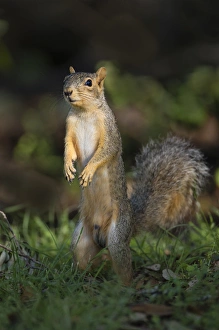 Eastern Fox Squirrel Prints: Eastern Fox Squirrel (Sciurus niger) watching for predators