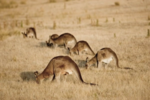 Eastern Grey Kangaroo or Forester Kangaroo (Macropus giganteus), group grazing Eastern Grey Kangaroo or Forester Kangaroo (Macropus giganteus), group grazing