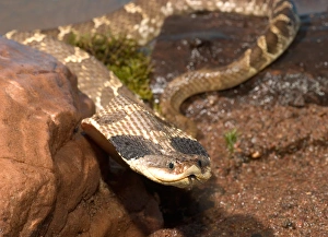 Eastern Hognose snake showing the cobra like flaring of the neck activated when it Eastern Hognose snake showing the cobra like flaring of the neck activated when it