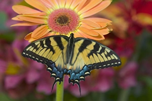 Eastern Tiger Swallowtail Butterfly, Papilio glaucus Eastern Tiger Swallowtail Butterfly, Papilio glaucus
