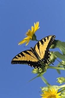Eastern Tiger Swallowtails (Papilio glaucus) on Cup Plant (Silphium perfoliatum) Marion Co Eastern Tiger Swallowtails (Papilio glaucus) on Cup Plant (Silphium perfoliatum) Marion Co