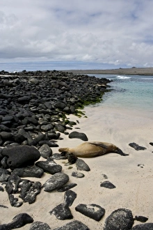 Ecuador. A female sea lion and her young pup rest on a beach in the Galapagos Islands Ecuador. A female sea lion and her young pup rest on a beach in the Galapagos Islands